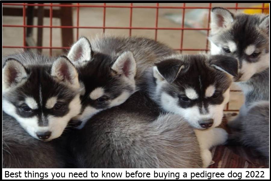 Best things you need to know before buying a pedigree dog 2022