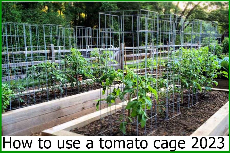 How to use a tomato cage 2023