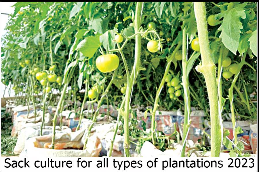 Sack culture for all types of plantations