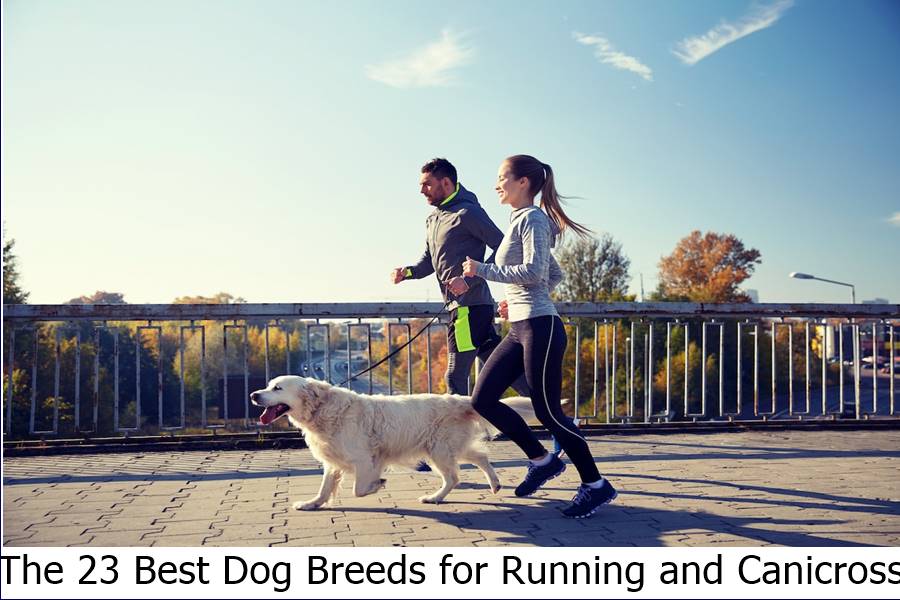 The 23 Best Dog Breeds for Running and Canicross
